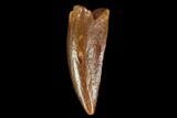 Raptor Tooth - Real Dinosaur Tooth #127068-1